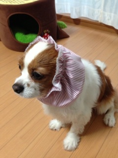 xmj